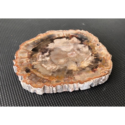 BOIS FOSSILE PLAQUE 280 gr