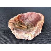 BOIS FOSSILE VIDE-POCHE 715g