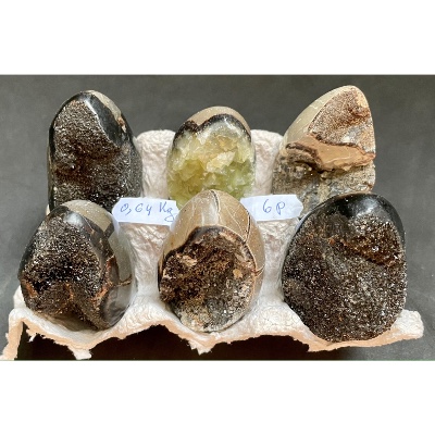 SEPTARIA OEUF Lot de 640g
