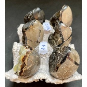 SEPTARIA OEUF Lot de 580g