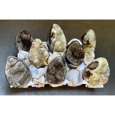 SEPTARIA OEUF Lot de 8 Pièces