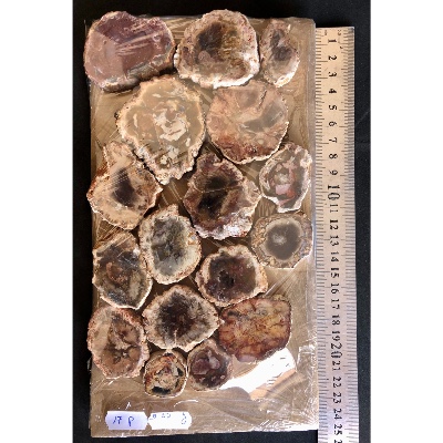 BOIS FOSSILE PLAQUE 02 Faces Polies Paquet de 500g