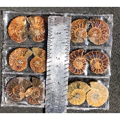 AMMONITE SCIÉE Lot de 6 Paires
