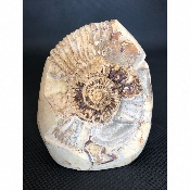 AMMONITE-SEPTARIA 555 g 