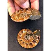 AMMONITE SCIÉE 57,4 g 