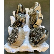 SEPTARIA OEUF Lot de 6 pièces