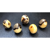SEPTARIA Jaune OEUF Lot de 5 Pièces