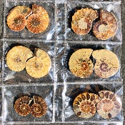AMMONITE SCIÉE Lot de 6 Paires