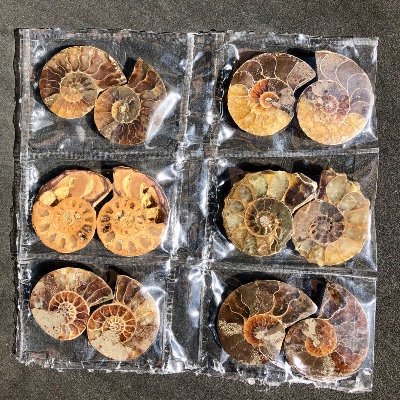 AMMONITE SCIÉE Lot de 6 Paires