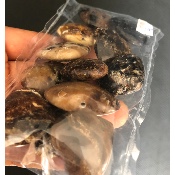 OPALE NOIRE COEUR PERCÉ Lot de 12 Pièces