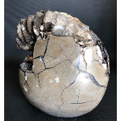 AMMONITE-SEPTARIA 4270 g 