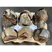 SEPTARIA OEUF Lot de 1150g