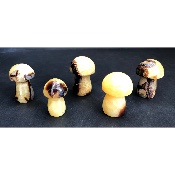 SEPTARIA CHAMPIGNON lot de 5 pièces