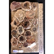 BOIS FOSSILE PLAQUE 02 Faces Polies Paquet de 500g