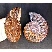 AMMONITE SCIÉE 510 g 