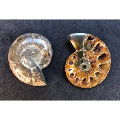 AMMONITE SCIÉE 57,4 g 