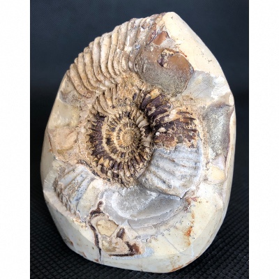 AMMONITE-SEPTARIA 555 g 