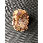 BOIS FOSSILE TRONC 685 gr