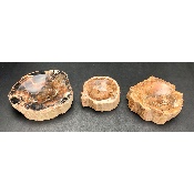 BOIS FOSSILE CENDRIER Lot de 1,63 Kg