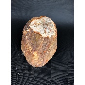 BOIS FOSSILE TRONC 2370 gr