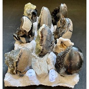 SEPTARIA OEUF Lot de 8 Pièces