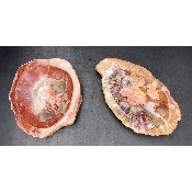 BOIS FOSSILE CENDRIER Lot de 2,88 Kg