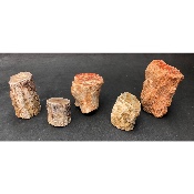 BOIS FOSSILE TRONC Lot de 420g