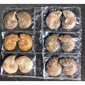 AMMONITE SCIÉE Lot de 6 Paires