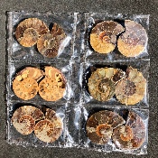 AMMONITE SCIÉE Lot de 6 Paires