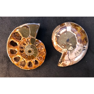 AMMONITE SCIÉE 57,4 g 