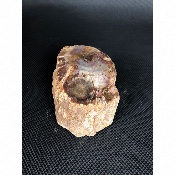 BOIS FOSSILE TRONC 685 gr