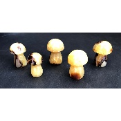SEPTARIA CHAMPIGNON lot de 5 pièces