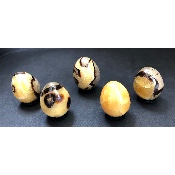 SEPTARIA Jaune OEUF Lot de 5 Pièces