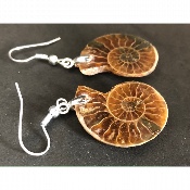 AMMONITE BOUCLE D'OREILLE 