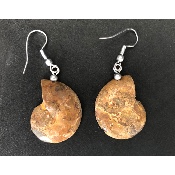 AMMONITE BOUCLE D'OREILLE 