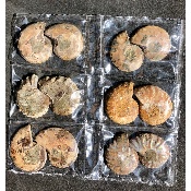 AMMONITE SCIÉE Lot de 6 Paires