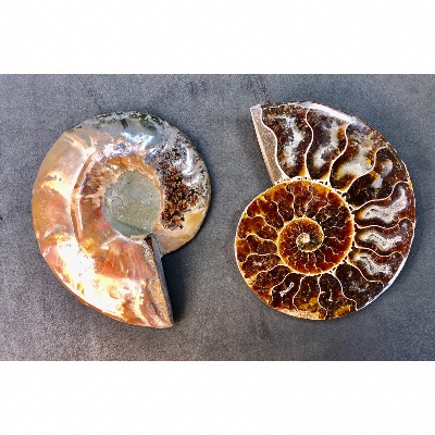 AMMONITE SCIÉE 205 g 