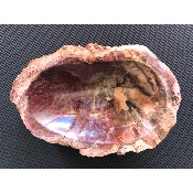 BOIS FOSSILE VIDE-POCHE 715g