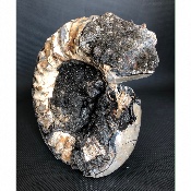 AMMONITE-SEPTARIA 4270 g 