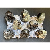 SEPTARIA OEUF Lot de 8 Pièces