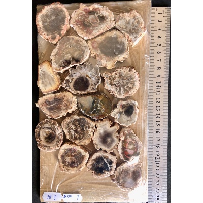 BOIS FOSSILE PLAQUE 02 Faces Polies Paquet de 500g