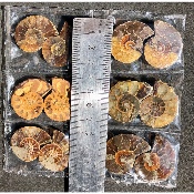 AMMONITE SCIÉE Lot de 6 Paires