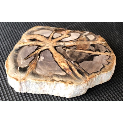 BOIS FOSSILE PLAQUE 310 gr