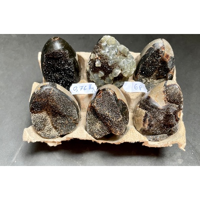 SEPTARIA OEUF Lot de 6 pièces