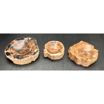 BOIS FOSSILE CENDRIER Lot de 1,63 Kg