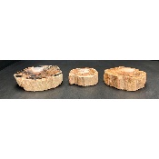 BOIS FOSSILE CENDRIER Lot de 1,63 Kg