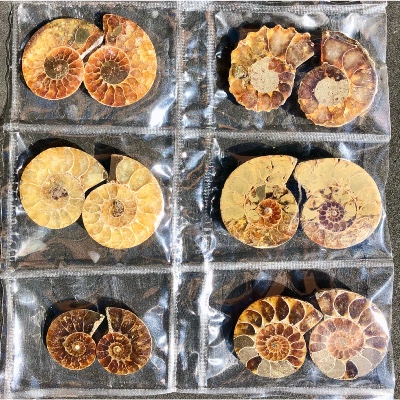 AMMONITE SCIÉE Lot de 6 Paires