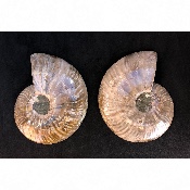 AMMONITE SCIÉE 510 g 