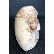 AMMONITE-SEPTARIA 555 g 