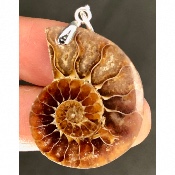 AMMONITE PENDENTIF 